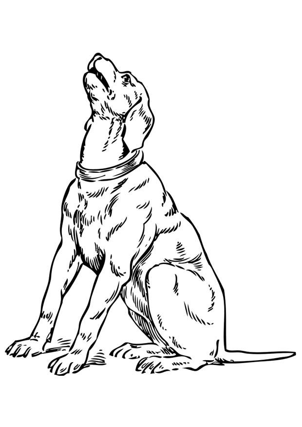 heulender hund Malvorlage heulender hund