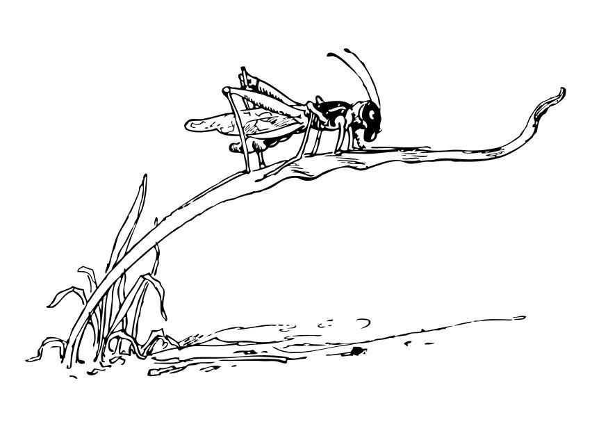heuschrecke Malvorlage heuschrecke