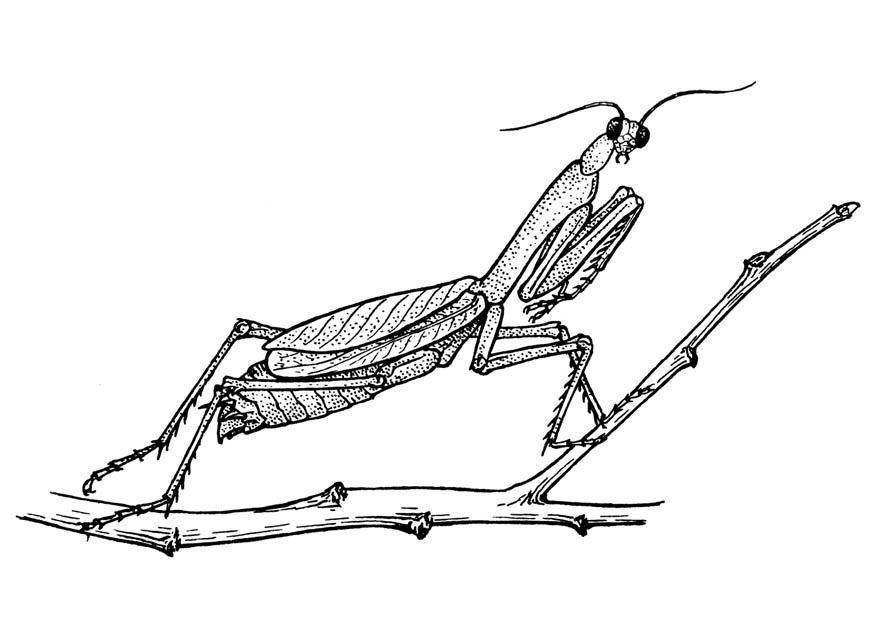 heuschrecke - gottesanbeterin Malvorlage heuschrecke - gottesanbeterin