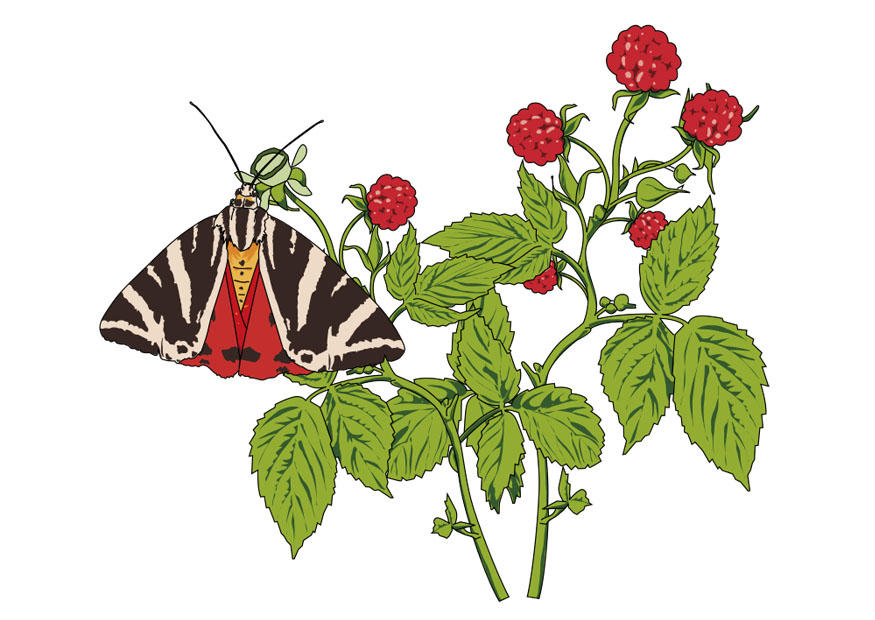 himbeeren mit schmetterling Bild himbeeren mit schmetterling