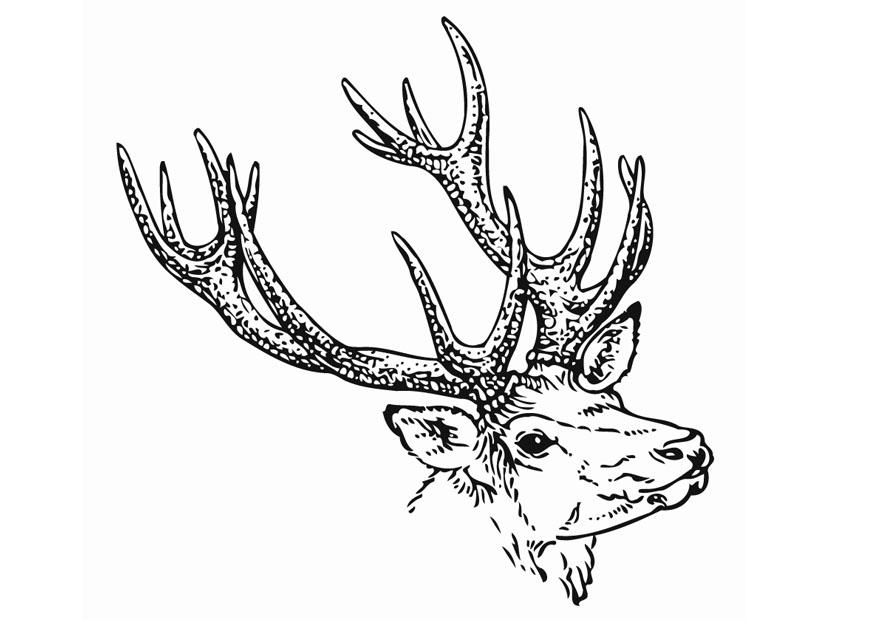 hirsch Malvorlage hirsch