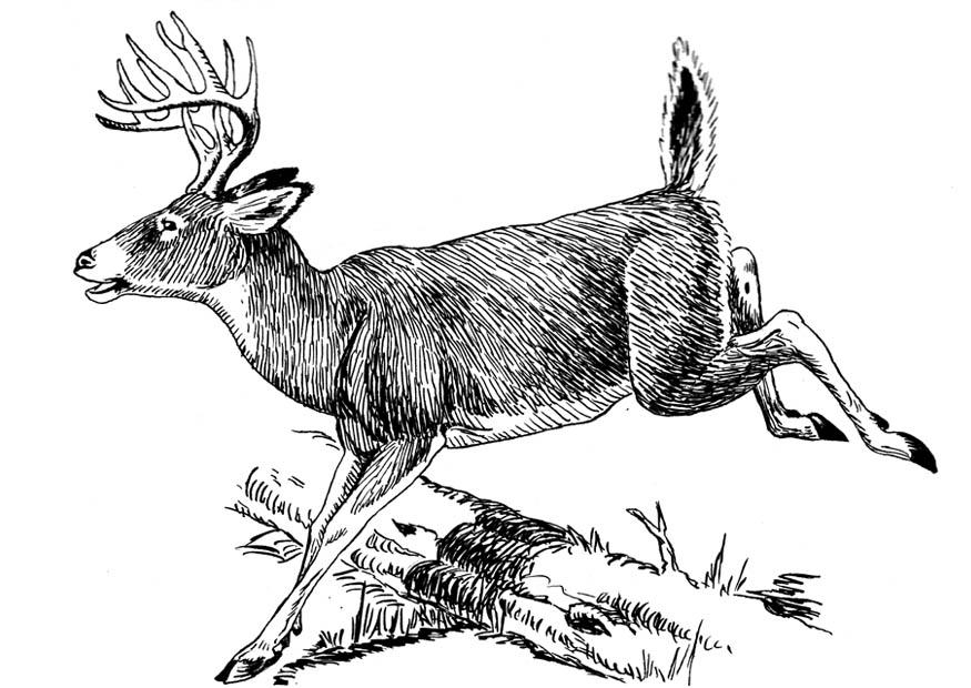 hirsch Malvorlage hirsch
