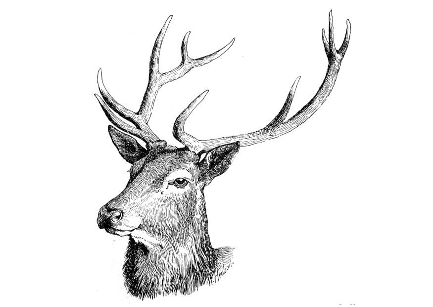 hirsch Malvorlage hirsch