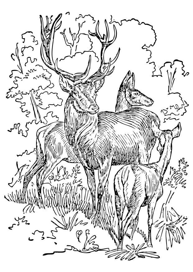 hirsch und reh Malvorlage hirsch und reh