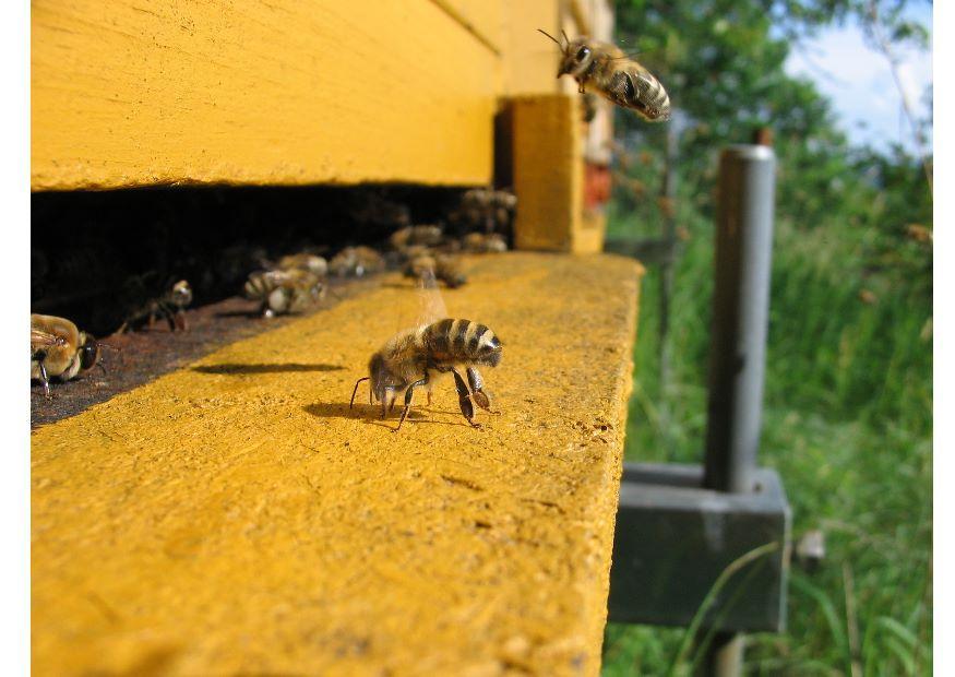 Foto honigbiene im bienenkorb