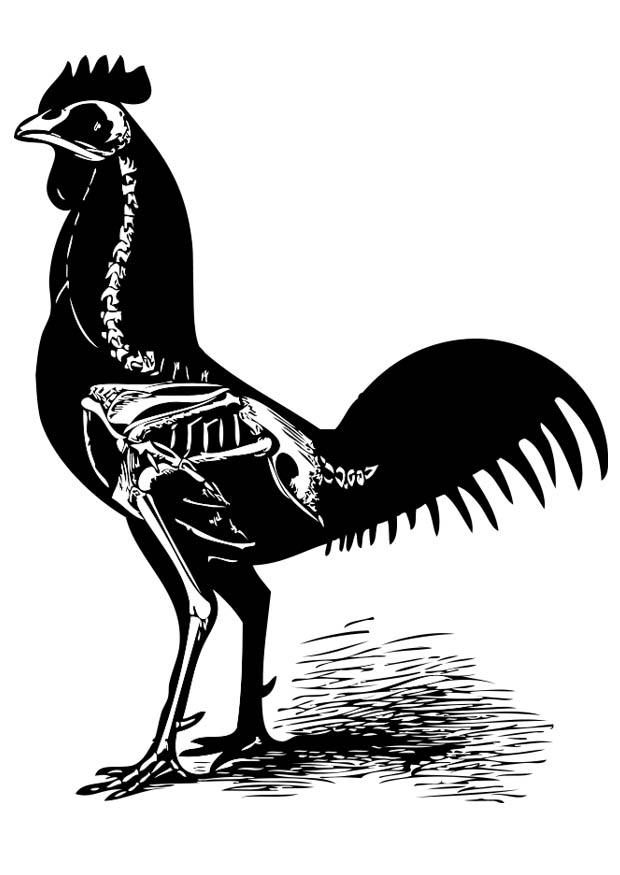 hA¼hnerskelett Malvorlage hA¼hnerskelett