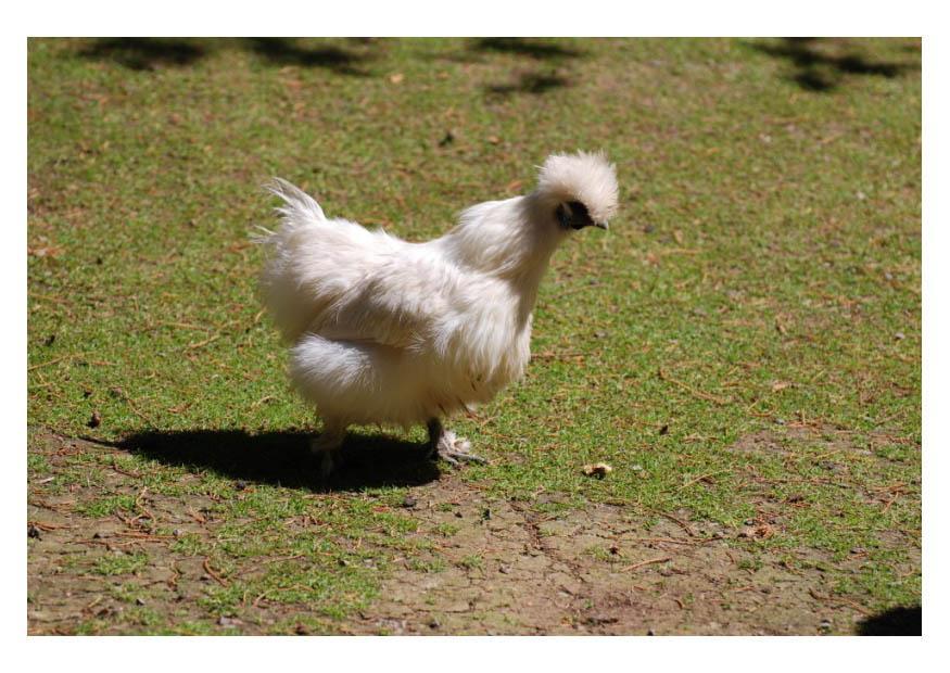 huhn Foto huhn