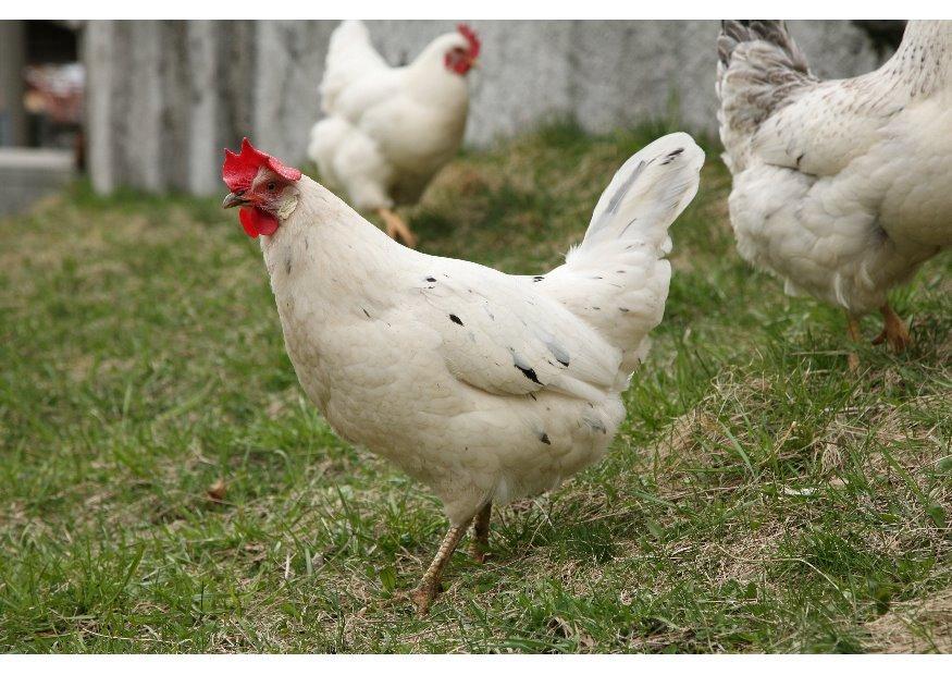 huhn - henne Foto huhn - henne
