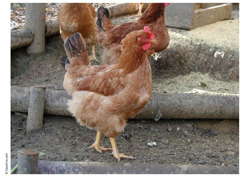huhn - henne Foto huhn - henne