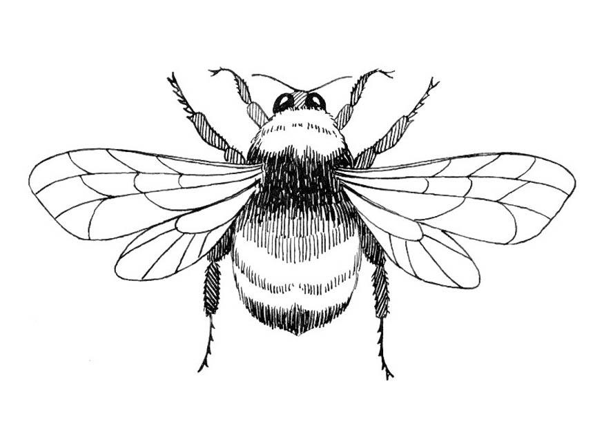 Malvorlage hummel