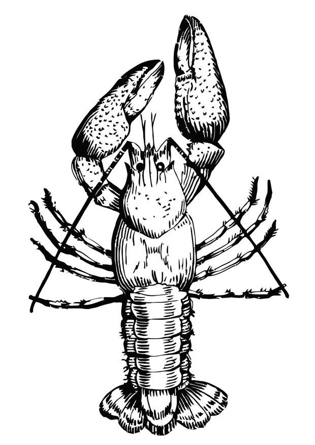 hummer Malvorlage hummer