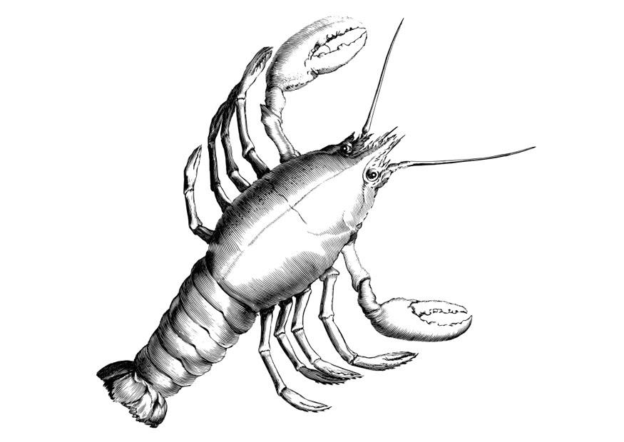 Malvorlage hummer