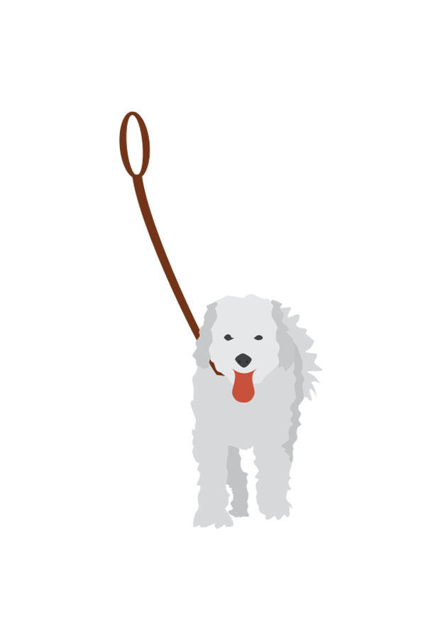 hund an der leine Bild hund an der leine
