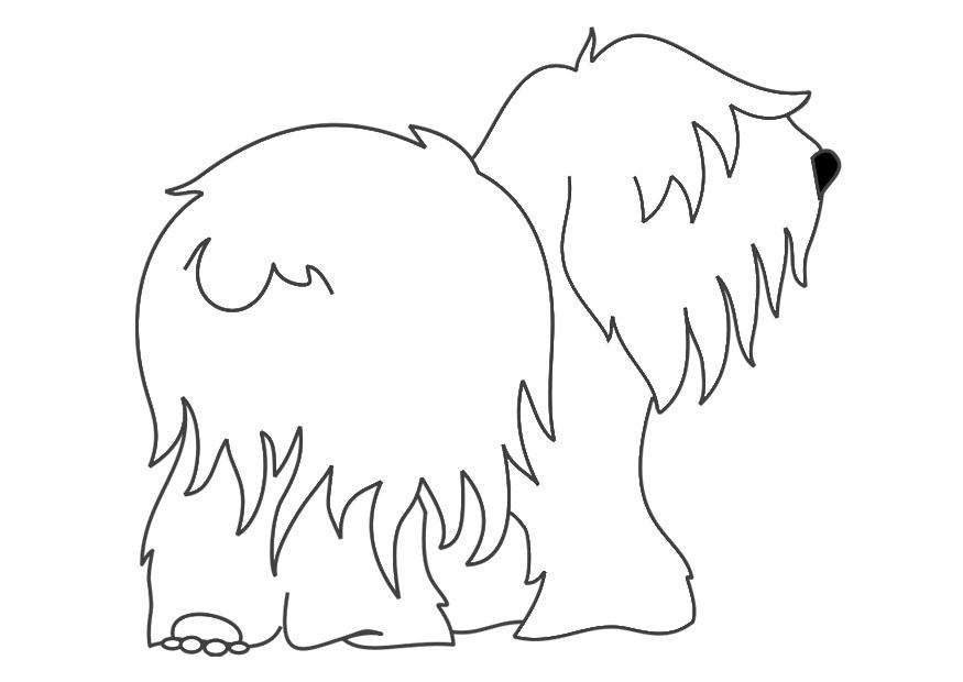 hund - bobtail Malvorlage hund - bobtail