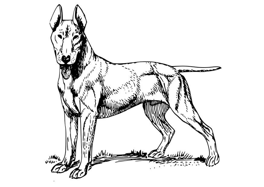 hund - bull terrier Malvorlage hund - bull terrier