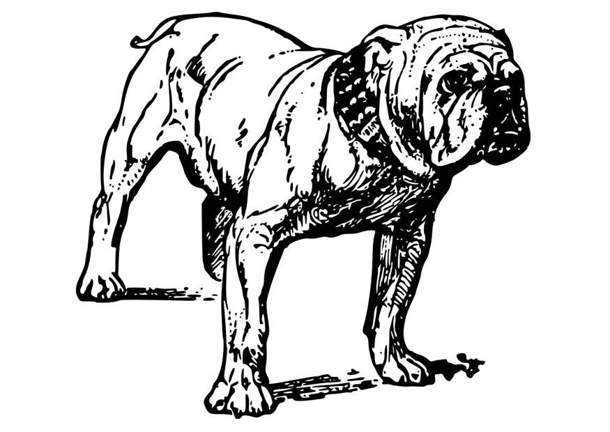 hund - bullodogge Malvorlage hund - bullodogge