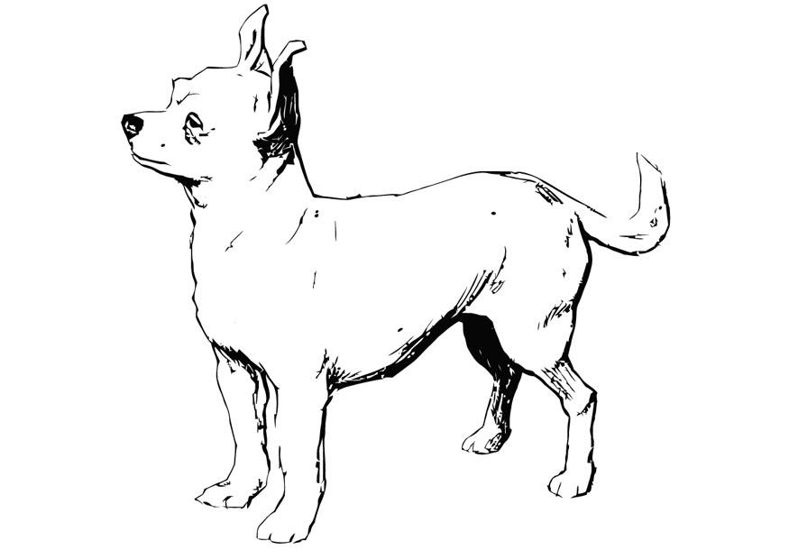 hund - chihuahua Malvorlage hund - chihuahua