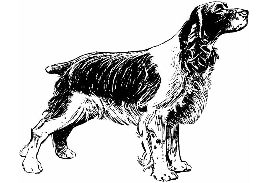 hund - cocker spaniel Malvorlage hund - cocker spaniel