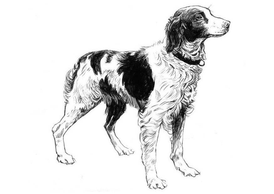hund - cockerspaniel Malvorlage hund - cockerspaniel
