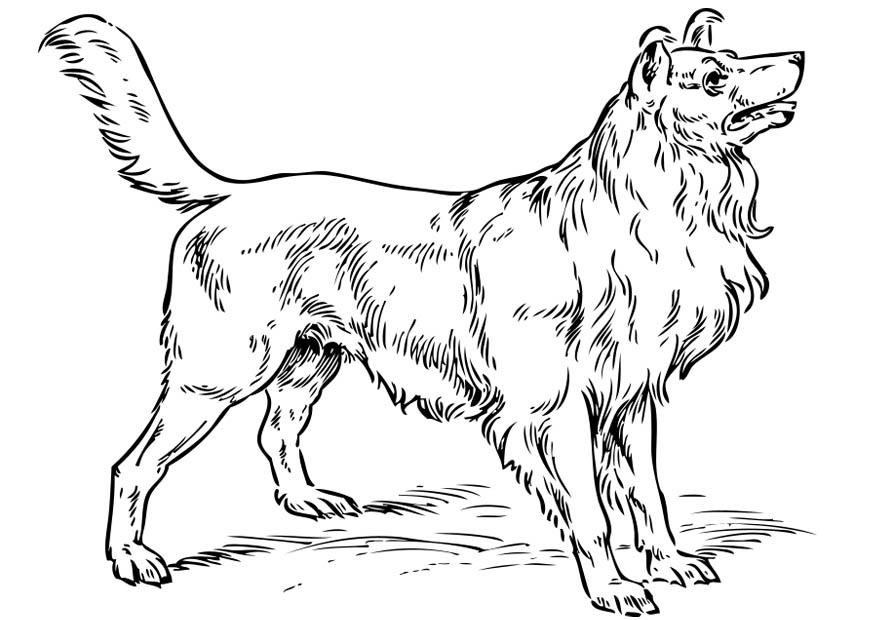 Malvorlage hund - collie