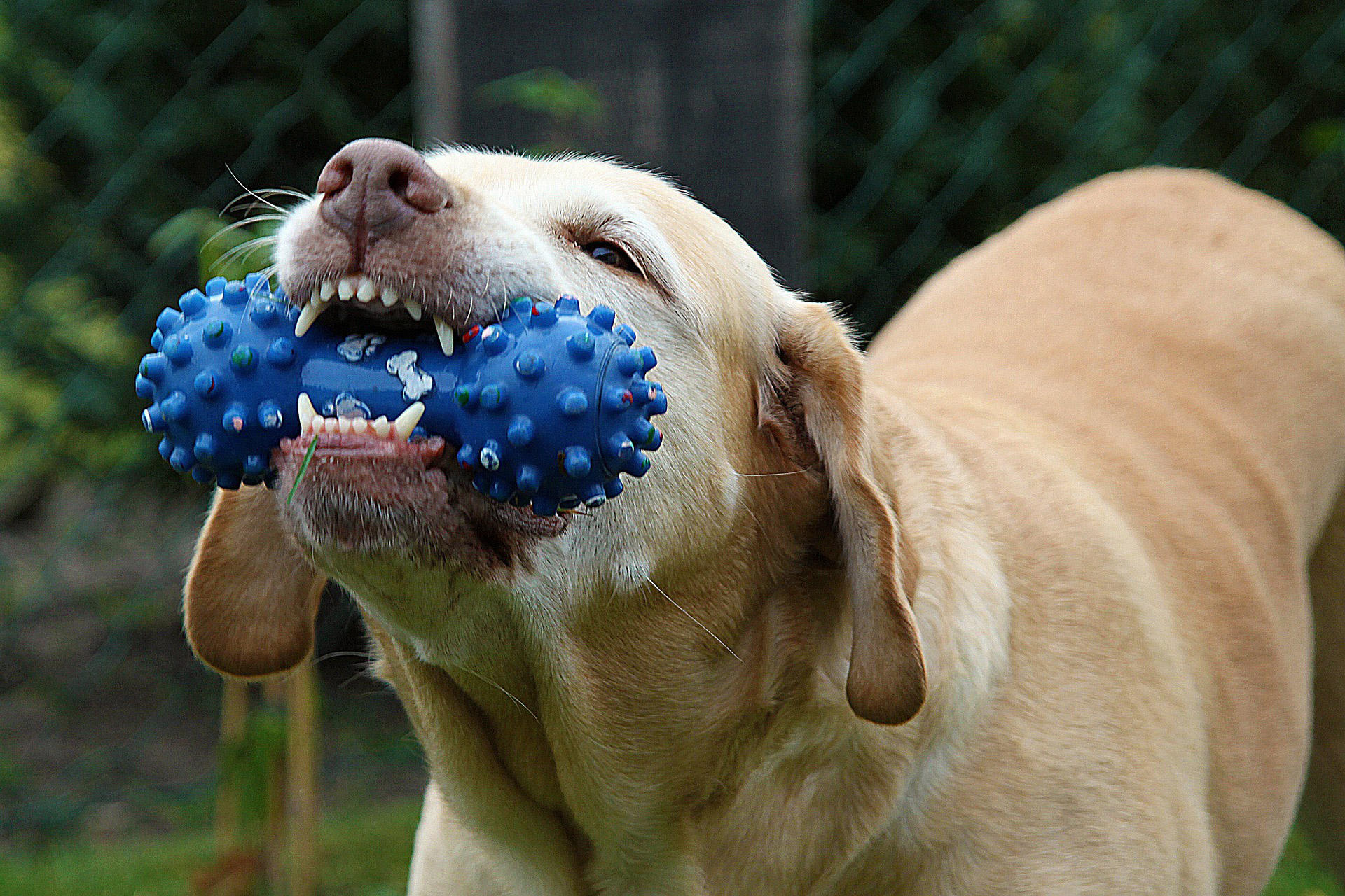 hund mit spielzeug Foto hund mit spielzeug