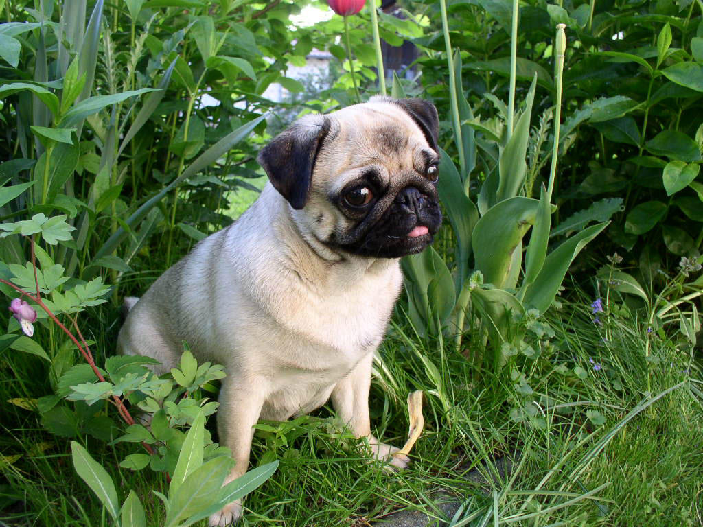 hund - mops Foto hund - mops