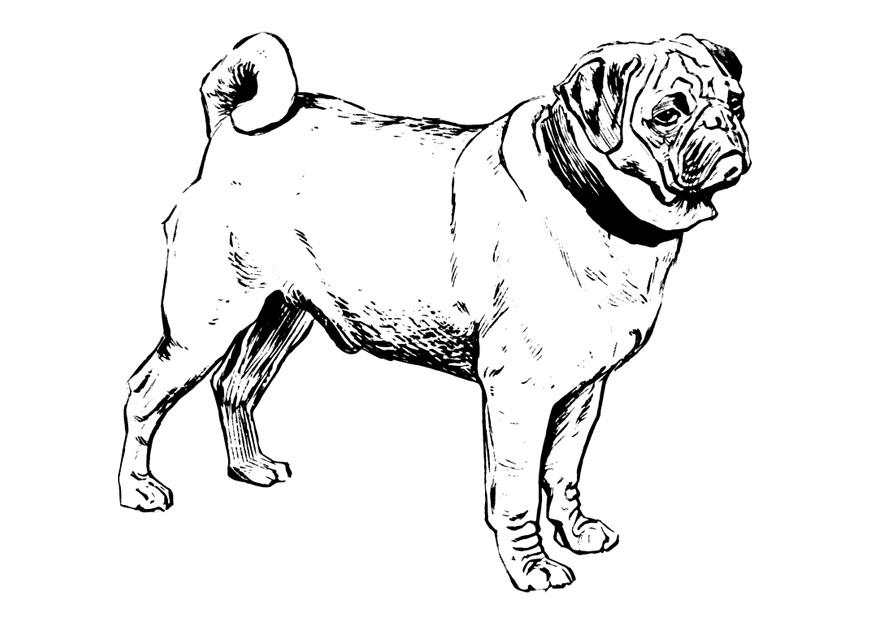 hund - mops Malvorlage hund - mops