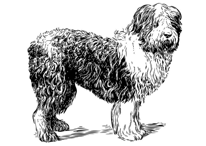 hund - polnischer hirtenhund Malvorlage hund - polnischer hirtenhund
