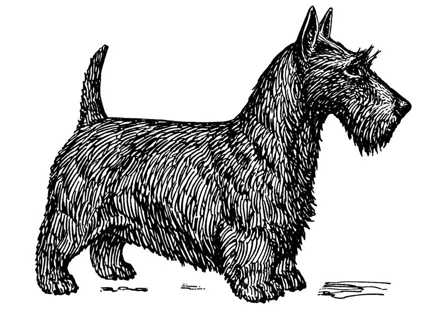 hund - schottischer terrier Malvorlage hund - schottischer terrier