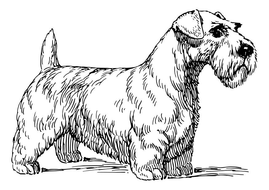 hund - sealyham terrier Malvorlage hund - sealyham terrier