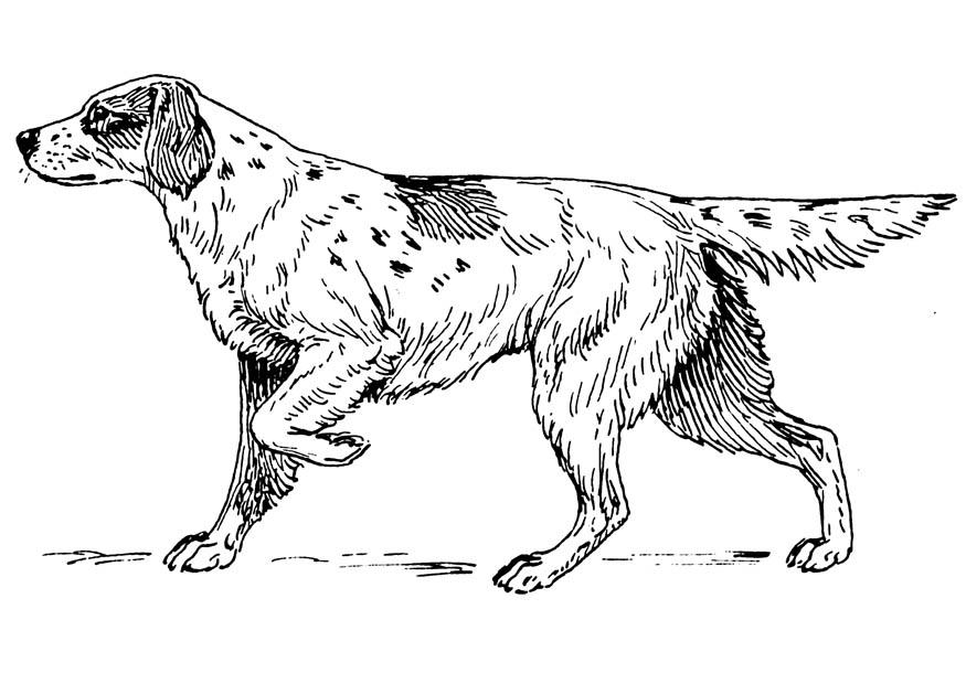 hund - setter Malvorlage hund - setter