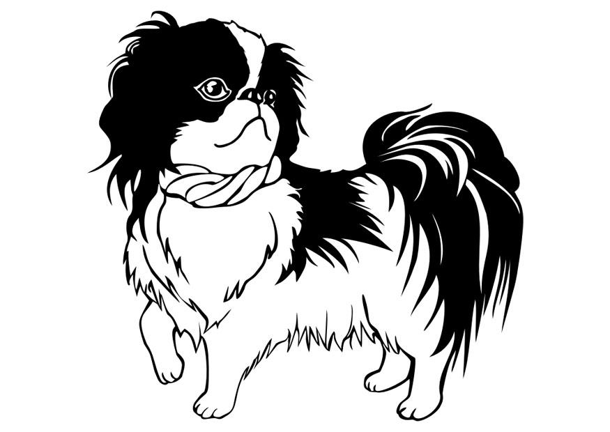 hund - shih tzu Malvorlage hund - shih tzu