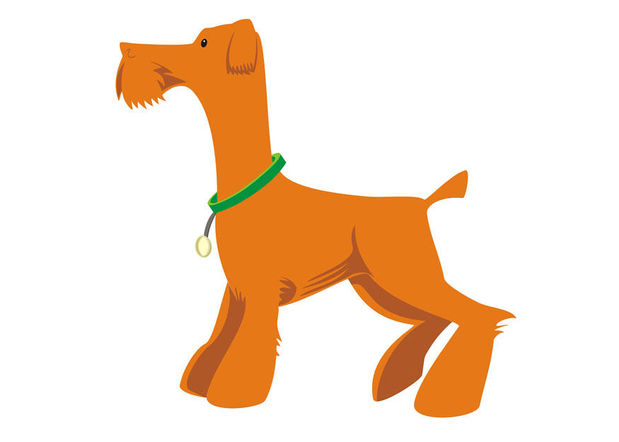 hund - stehen Bild hund - stehen