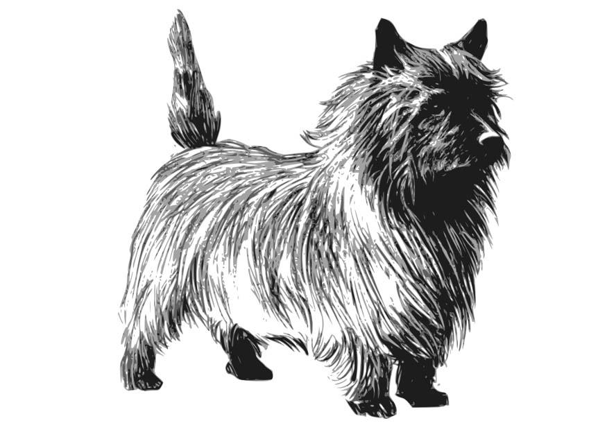 hund - terrier Malvorlage hund - terrier