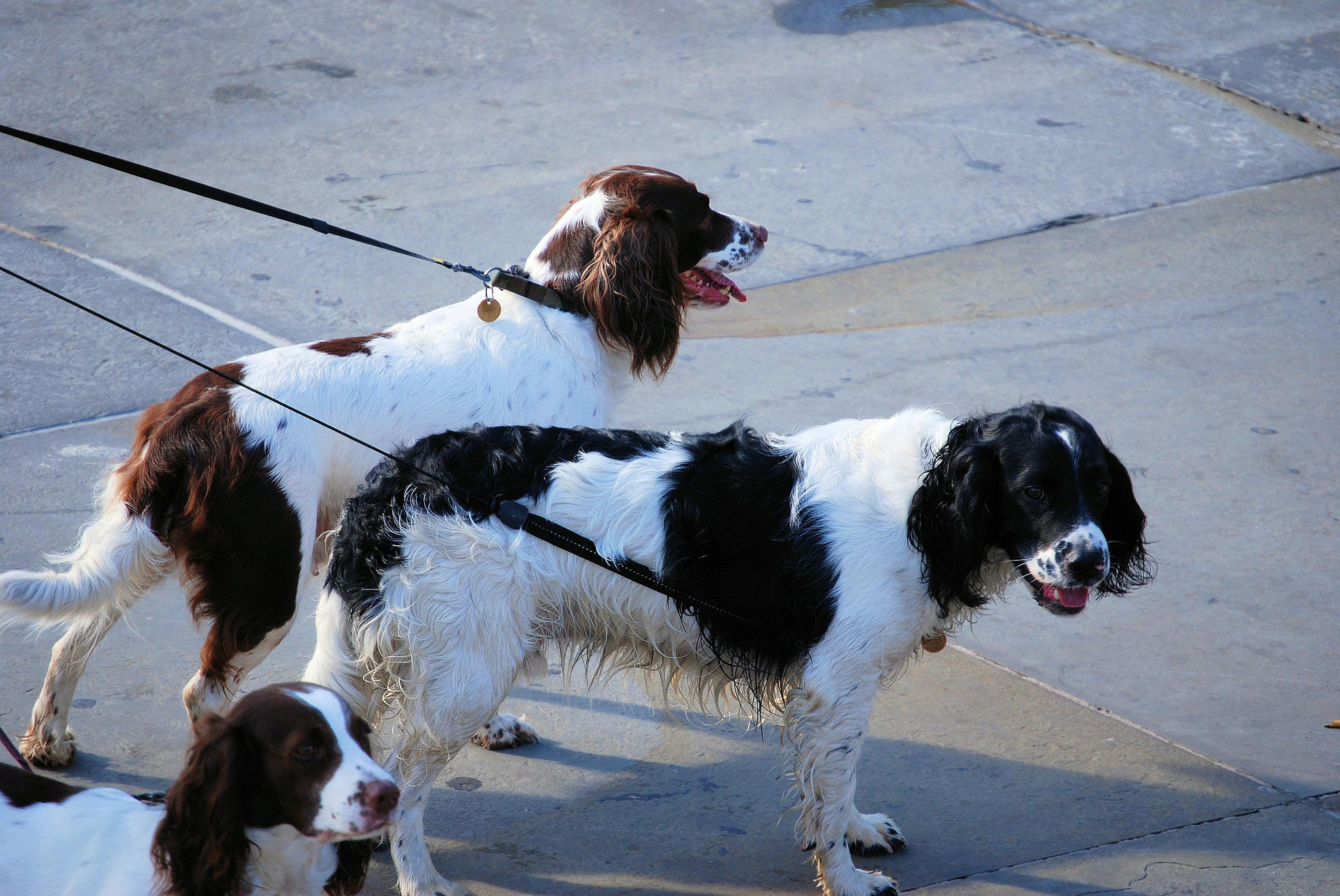 hunde an der leine Foto hunde an der leine