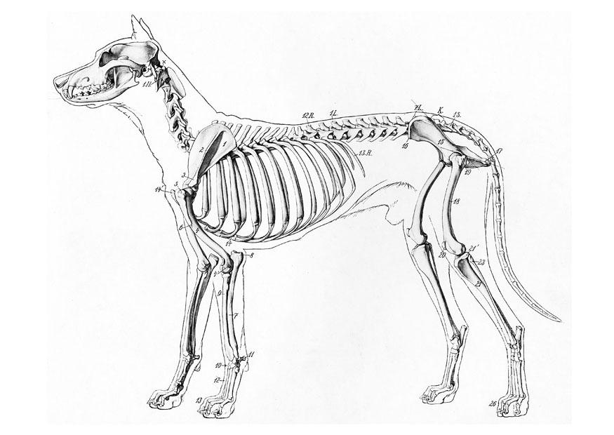 hundeskelett Malvorlage hundeskelett