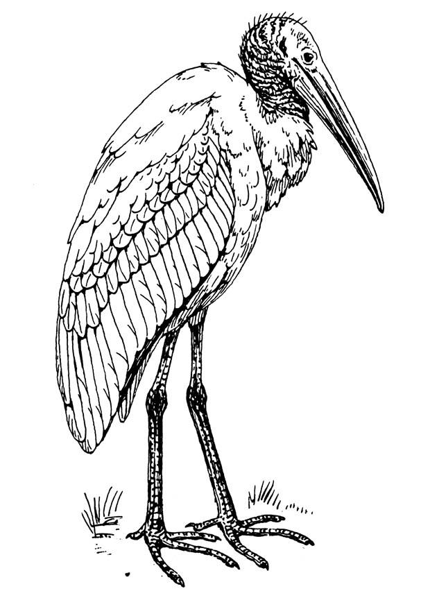 ibis Malvorlage ibis