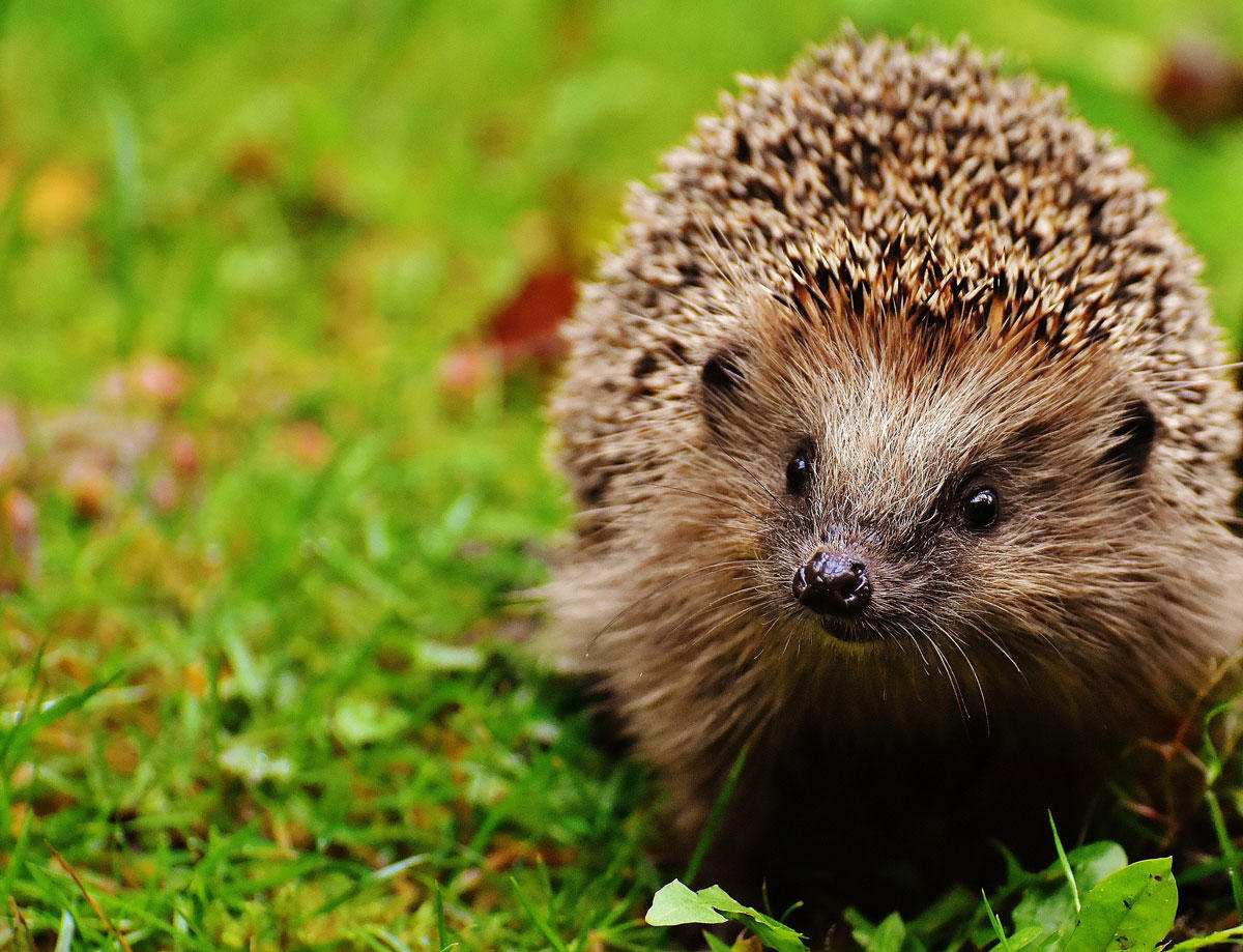 Foto igel