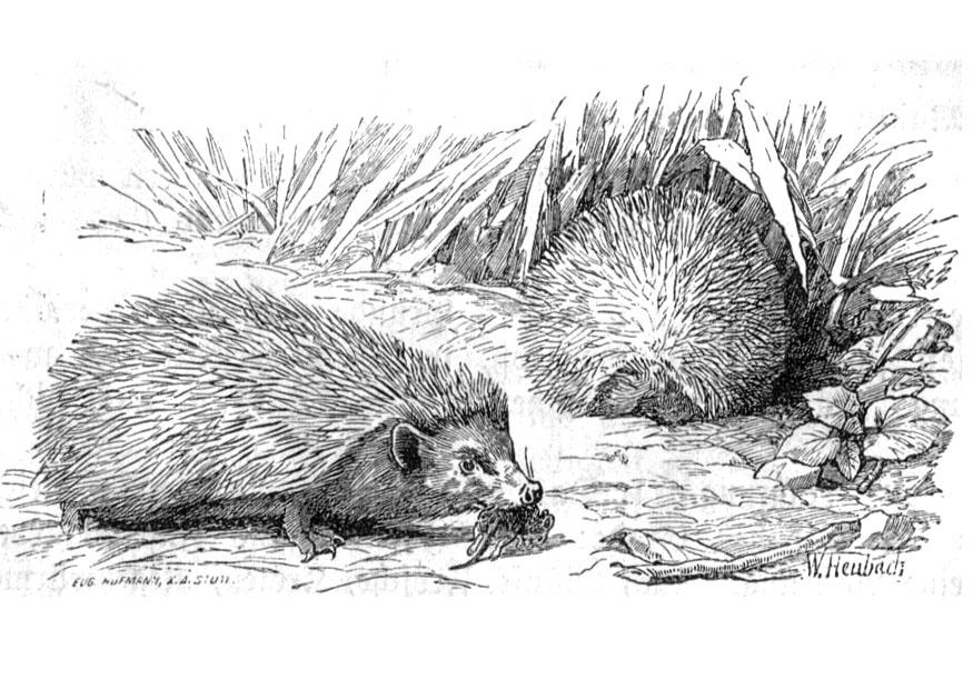 igel Malvorlage igel