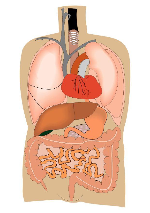 innere organe Bild innere organe