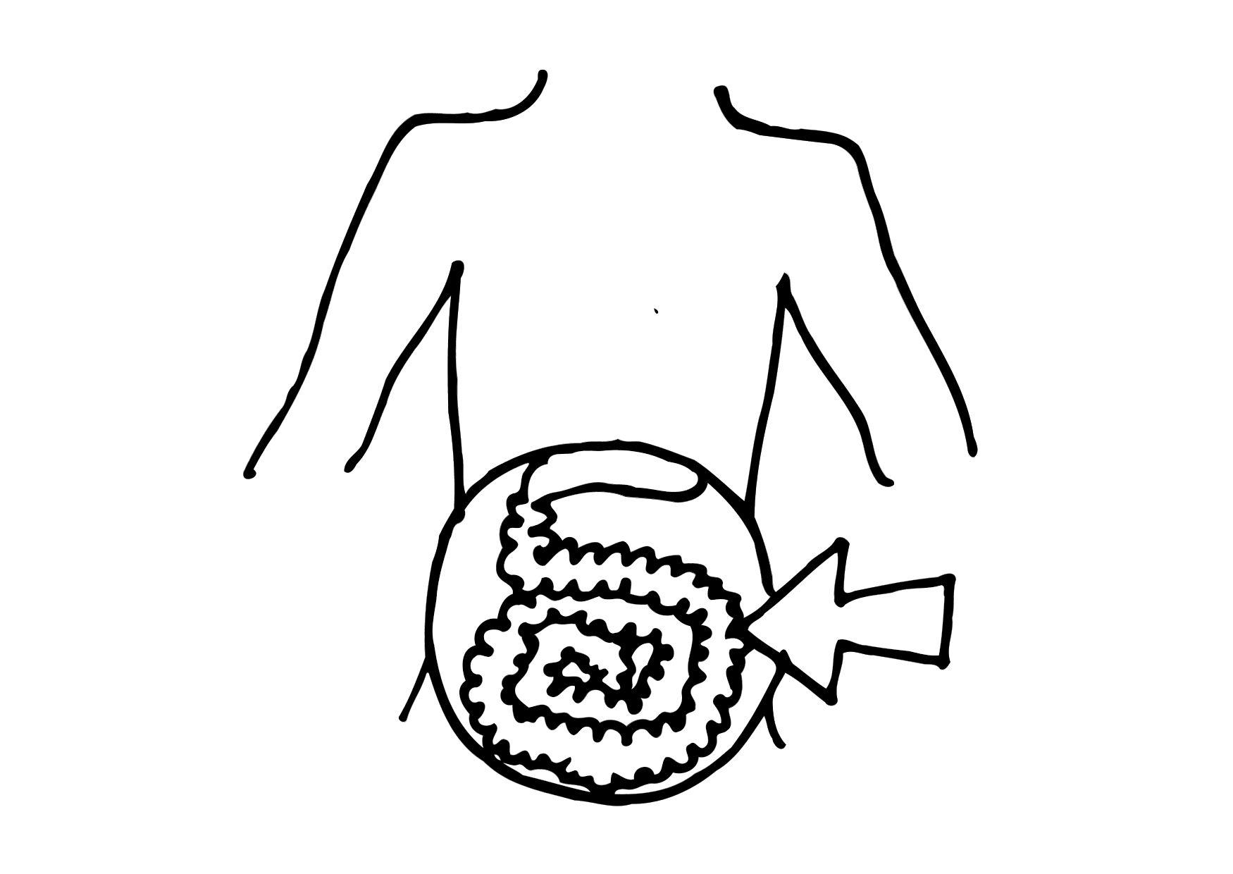 innere organe Malvorlage innere organe