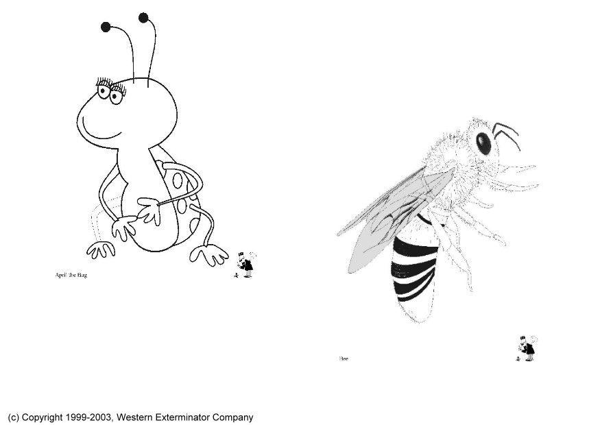 insekten Malvorlage insekten
