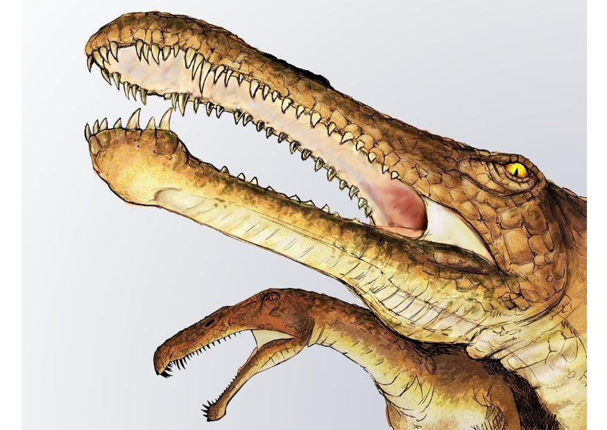 Bild irritator dinosaurier