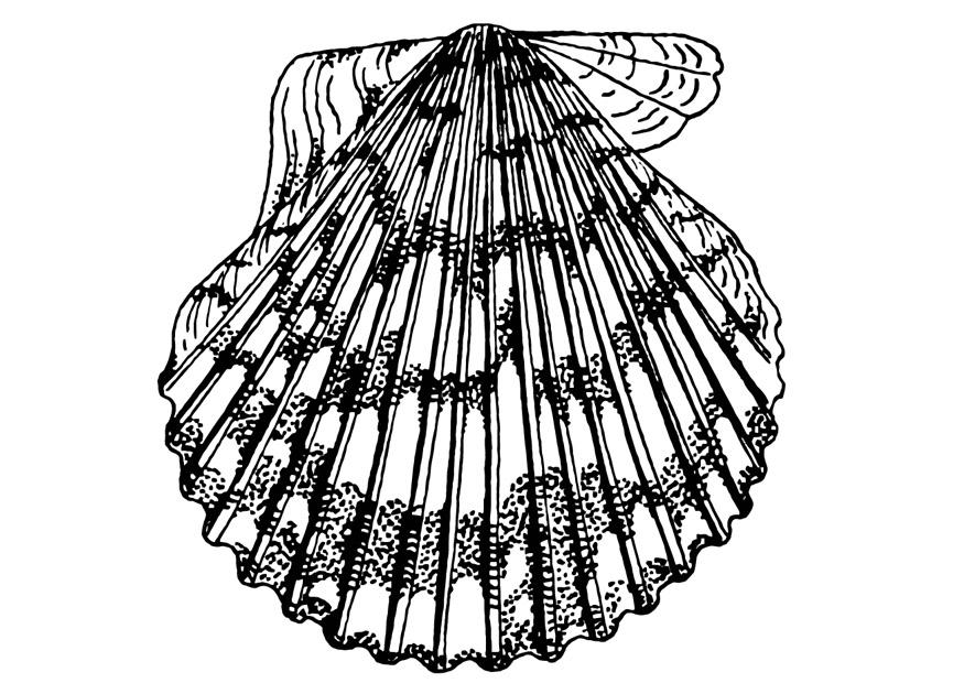 jakobsmuschel Malvorlage jakobsmuschel