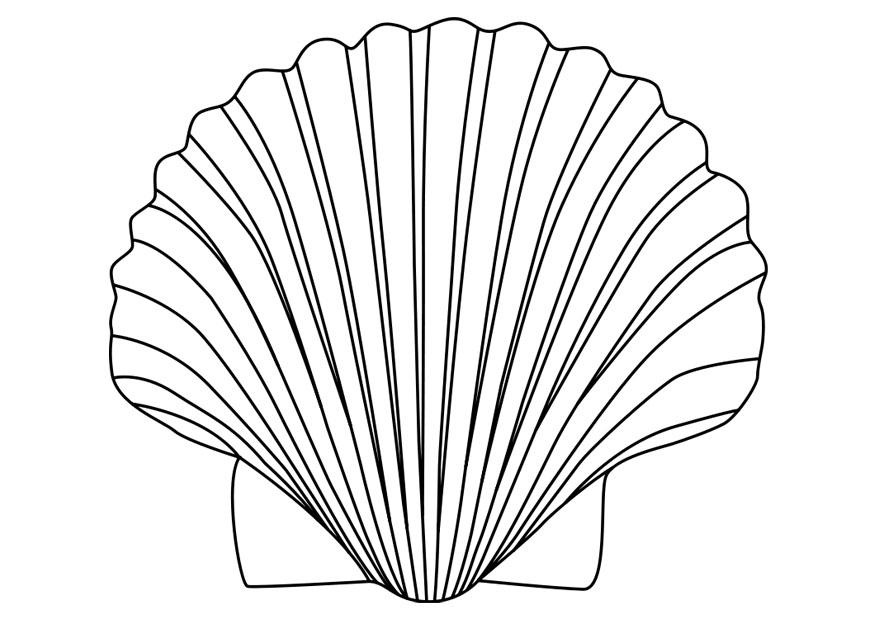 Malvorlage jakobsmuschel