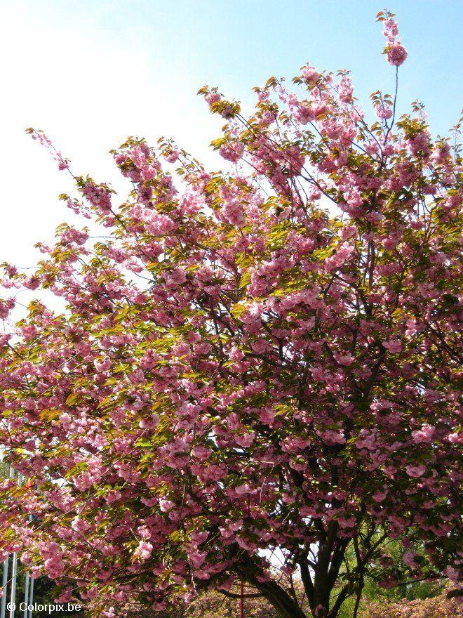 japanischer kirschbaum 3 Foto japanischer kirschbaum 3