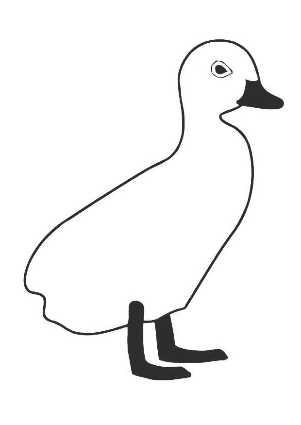 junge ente Malvorlage junge ente
