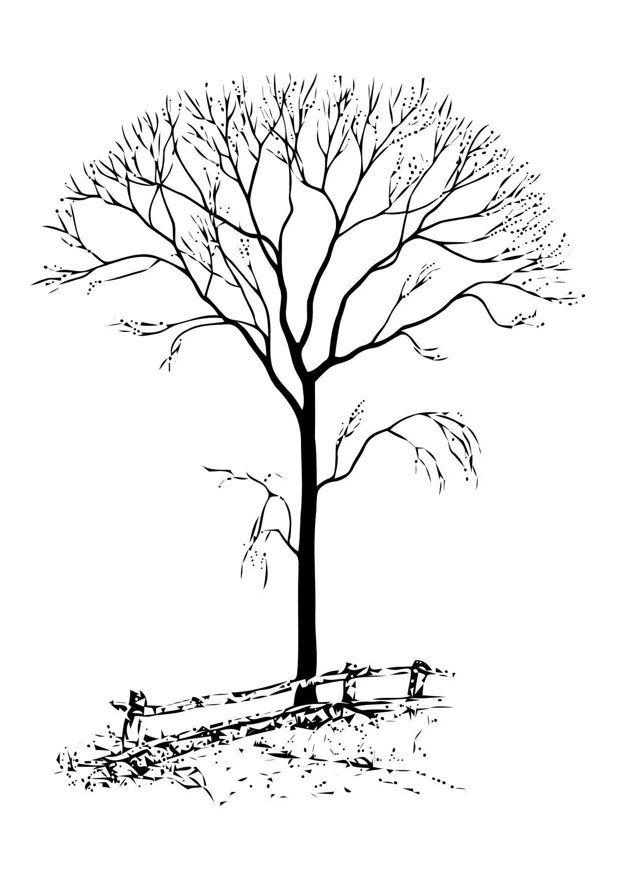 kahler baum Malvorlage kahler baum