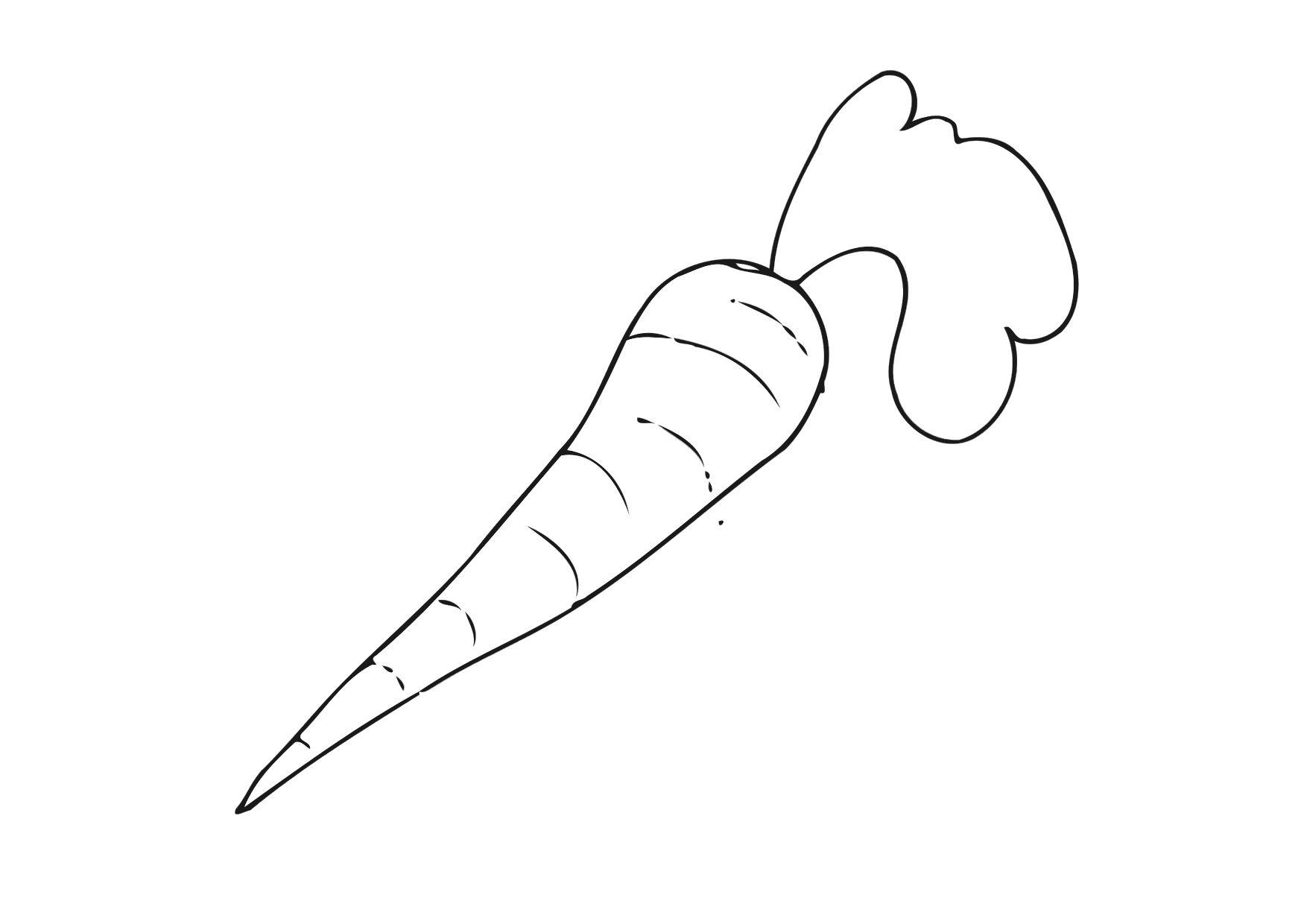 karotte Malvorlage karotte