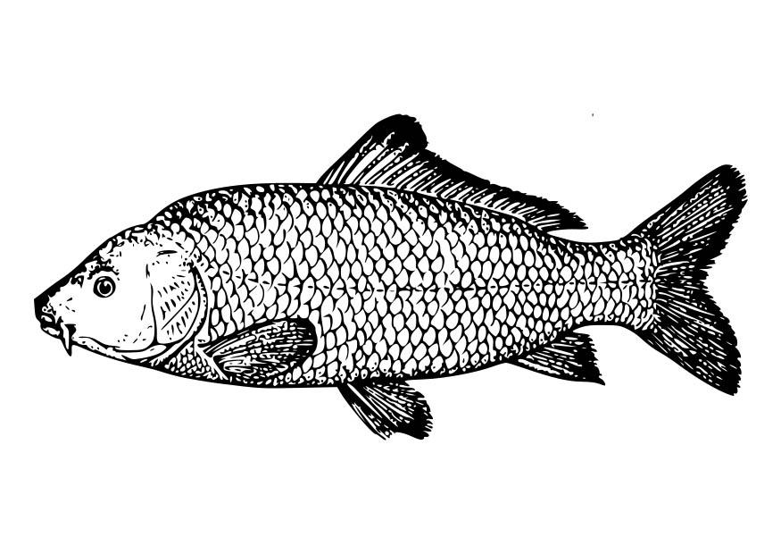 karpfen Malvorlage karpfen
